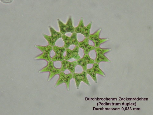 pdm15-02a.jpg